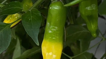 Cabe dua warna. Foto: Reddit Thatprogirl via BrightSide