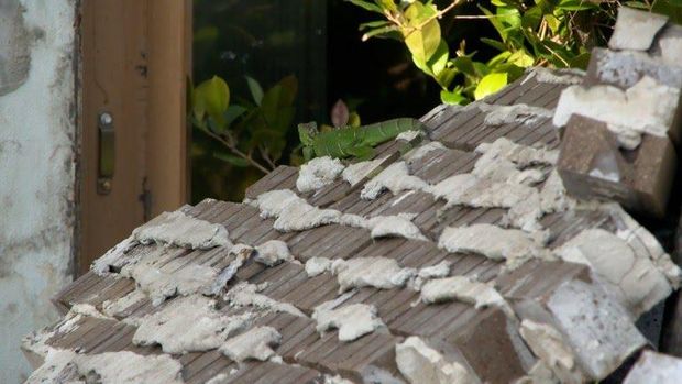 Iguana di Puing Bangunan