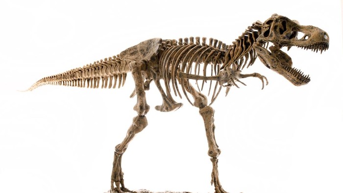Ilustrasi fosil T-Rex.