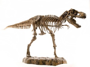 Menguak Jejak Dinosaurus Raksasa di China