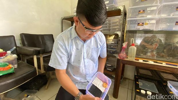 Indra menunjukkan ular langka jenis calloselasma rhodostoma albino atau ular ranjau darat albino di Kalibenda, Banjarnegara, yang diklaim sangat langka.
