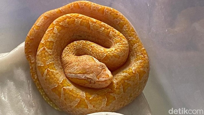 Penampakan ular ranjau darat albino yang diklaim sangat langka, Selasa (29/4/2025).