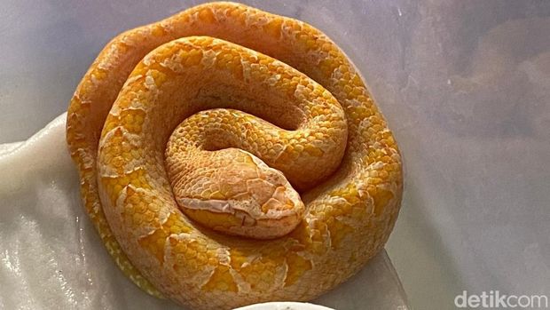 Penampakan ular ranjau darat albino yang diklaim sangat langka, Selasa (29/4/2025).