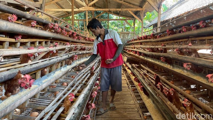 Peternak Telur Ayam Ungkap Harga Telur Turun Rp 21 Ribu/Kg
