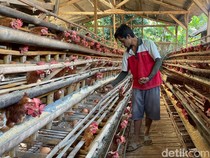 Peternak Telur Ayam Ungkap Harga Telur Turun Rp 21 Ribu/Kg