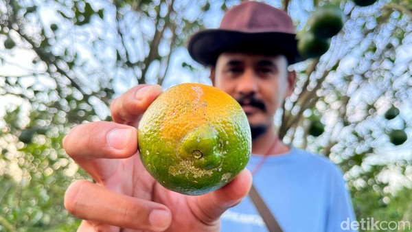 Jeruk Diserang Jamur, Petani di Banyuwangi Rugi Puluhan Juta