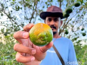 Jeruk Diserang Jamur, Petani di Banyuwangi Rugi Puluhan Juta