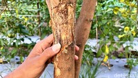 Menurut Rozak, kondisi serupa dialami sekitar 50 petani jeruk di desanya. Pohon-pohon jeruk diserang jamur hingga membusuk, dan akhirnya mati.