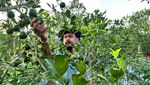 Jeruk Diserang Jamur, Petani di Banyuwangi Rugi Puluhan Juta