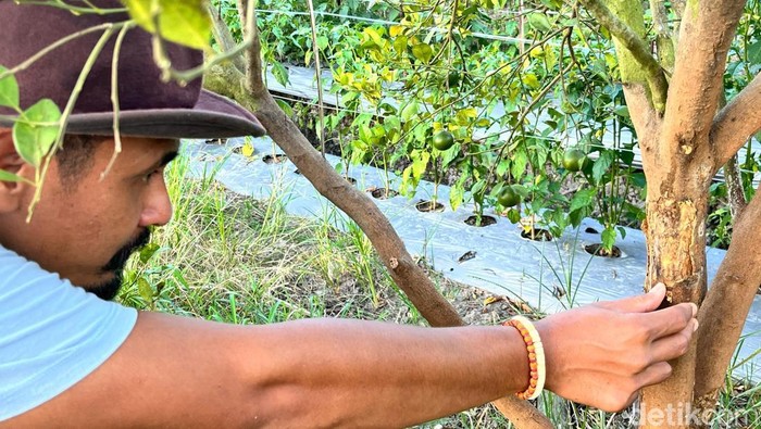 Pohon Diserang Jamur, Petani Jeruk di Banyuwangi Rugi Puluhan Juta
