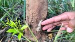 Jeruk Diserang Jamur, Petani di Banyuwangi Rugi Puluhan Juta