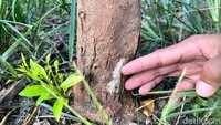 Akibat serangan jamur tersebut, Rozak merugi hingga Rp 50 juta lantaran buah jeruk miliknya tidak bisa dipanen tua. Harga yang didapat pun tidak sepadan dengan biaya produksi yang telah dikeluarkan.