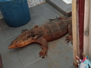 Biawak Raksasa Masuk Rumah di Depok, Tak Terbayang Betapa Kagetnya Warga