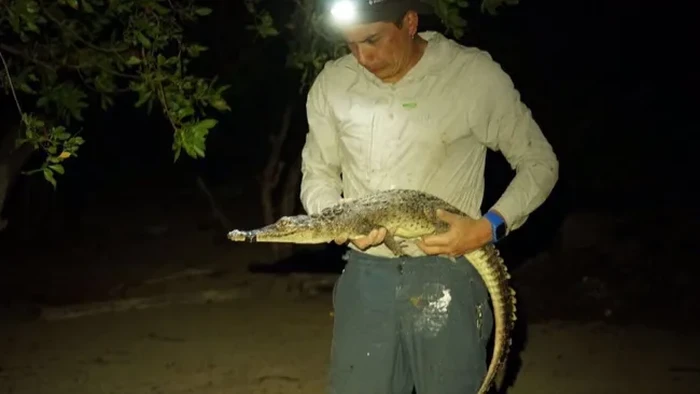 Spesies baru buaya