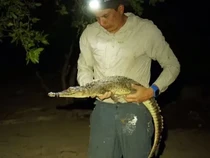 Mengenal Dua Spesies Buaya Baru