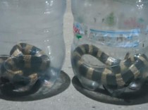 Ular Welang Terciduk Kawin di Plosowangi Klaten, Sempat Kabur Saat Dicek