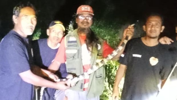 Ular welang dievakuasi relawan RCTD Klaten di Dusun Kayen Kidul, Desa Plosowangi, Kecamatan Cawas, Klaten, Selasa (29/4/2025) malam.