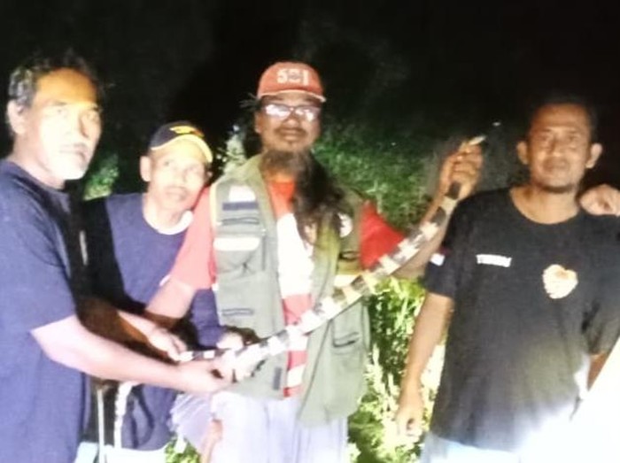 Ular welang dievakuasi relawan RCTD Klaten di Dusun Kayen Kidul, Desa Plosowangi, Kecamatan Cawas, Klaten, Selasa (29/4/2025) malam.