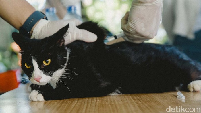 Suku Dinas Ketahanan Pangan, Kelautan, dan Pertanian (Sudin KPKP) Jakarta Selatan menggelar vaksinasi rabies gratis. Program ini digelar untuk cegah penyebaran rabies di kota.