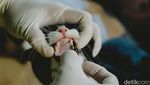 Antisipasi Rabies, Ribuan Hewan Peliharaan di Jaksel Divaksin Gratis