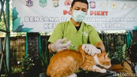 Petugas vaksinasi menyuntikkan rabies ke seekor kucing di Kelurahan Jati Padang, Jakarta Selatan, Selasa (29/4/2025). Vaksinasi ini digelar untuk menekan risiko penularan rabies di permukiman padat.