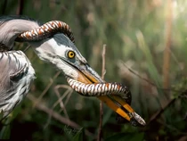 Momen Pertarungan Ular Vs Bangau yang Terekam Kamera