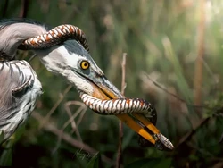 Fotografer Abadikan Pertarungan Epik Ular dan Bangau di Alam Liar