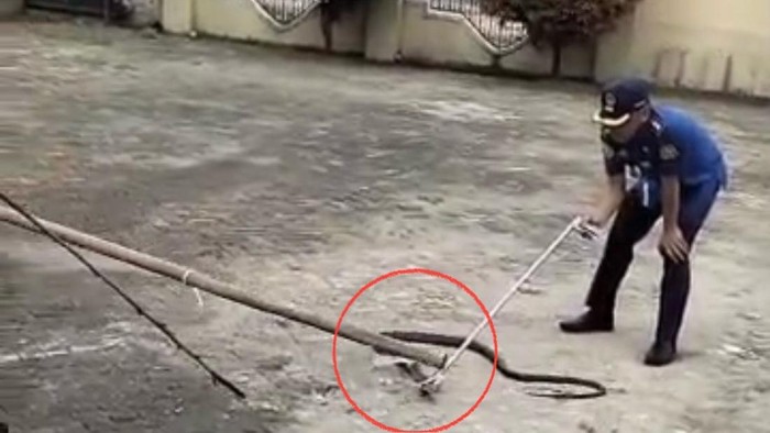 Damkar Sidrap mengevakuasi King Cobra yang memangsa Piton di halaman rumah warga.