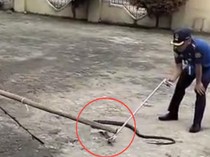 King Cobra Makan Piton di Halaman Rumah Warga Sidrap