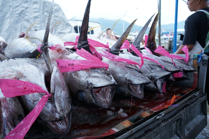 Ikan Tuna