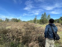 Waduh! Cemara Udang Sabuk Hijau Penahan Tsunami Bandara YIA Ditebangi