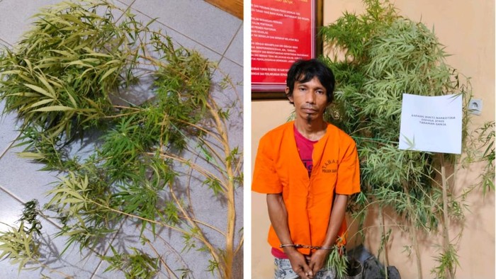 Pelaku berikut ganja yang diamankan polisi (Dok Polres Kampar)