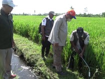 14 Ribu Hektare Pertanian di Lumajang Rusak Diserang Hama Tikus