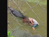 Pengunjung Kebun Binatang Diterkam Buaya, Bermula Niat Selfie Bareng