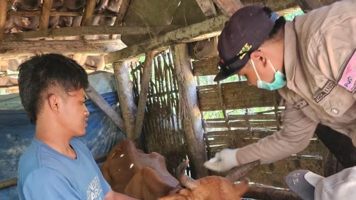 Diperta Kabupaten Probolinggo gencar cek hewan ternak jelang Idul Adha