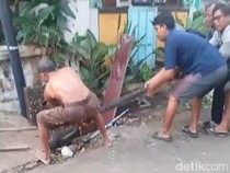 Heboh Ular Piton 4,5 Meter Gigit Warga Saat Dievakuasi di Tuban