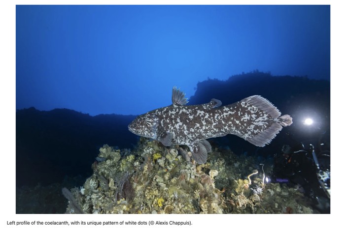 Ikan coelacanth di Laut Maluku