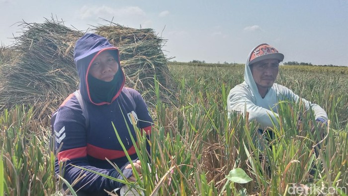 Kadnawi dan Siti, petani di Indramayu.