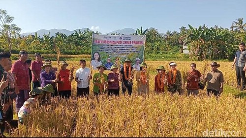 Panen Bersama Padi Sehat Pribumi bersama Wakil Menteri PPPA Veronica Tan dan HIPPI di Persawahan Desa Nagasepaha, Kecamatan Buleleng, Kamis (1/5/2025). (Made Wijaya Kusuma)