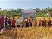 Wabup Supriatna Dorong Budi Daya Padi Organik di Buleleng