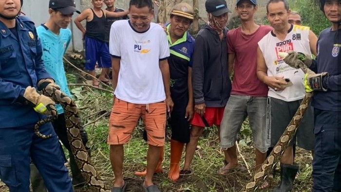 Petugas damkar mengevakuasi ular sanca sepanjang tiga meter di Cilangkap, Depok (dok. ist)