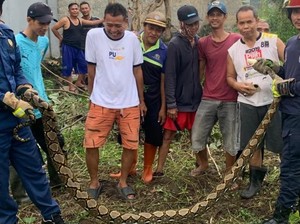 Bikin Resah Warga, Ular Sanca 3 Meter di Cilangkap Depok Dievakuasi Damkar
