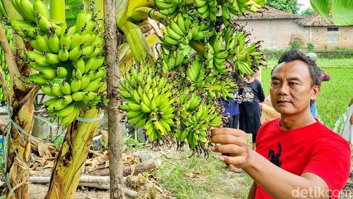 Pohon pisang unik bertandan enam di Ponorogo