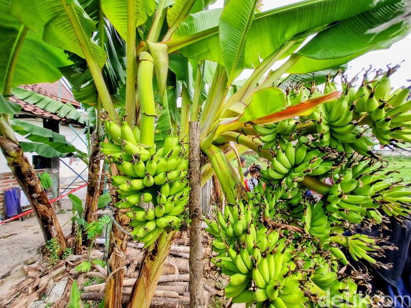 Pohon pisang unik bertandan enam di Ponorogo