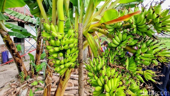 Pohon pisang unik bertandan enam di Ponorogo