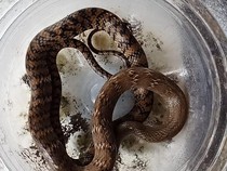 Ular Jali Dievakuasi Usai Duel Lawan Induk Ayam di Klaten, Panjangnya 1 Meter