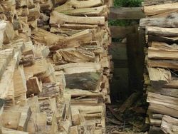 Bisa Cari Kucing-kucing yang Lagi Sembunyi Ini? Kalau Iya, Jeli Banget