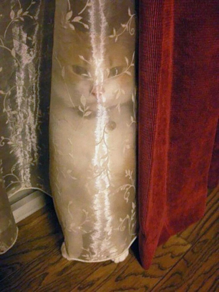 Kalau kamu berhasil menemukan kucing-kucing yang sedang berkamuflase berikut, artinya kamu punya mata yang jeli banget. Coba mana yang paling susah?