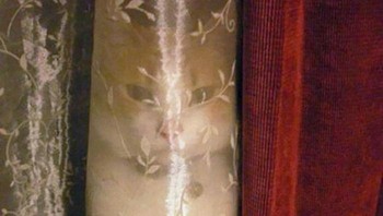 Ini susah banget, sih. Foto: Thereisnocat_ via Bored Panda