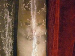 Bisa Cari Kucing-kucing yang Lagi Sembunyi Ini? Kalau Iya, Jeli Banget